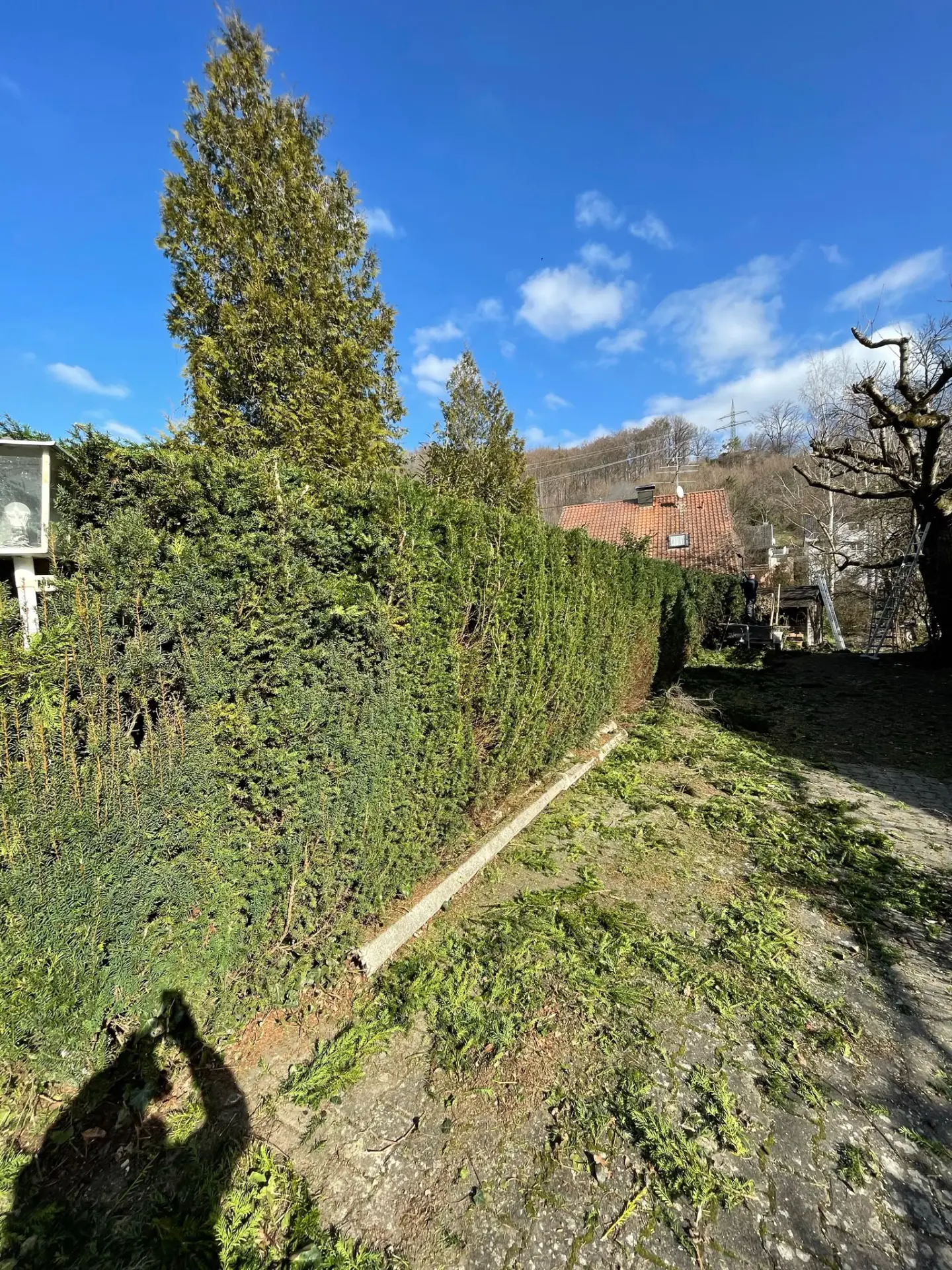 Sauber in Form geschnittene Hecke mit geraden Kanten nach der Pflege